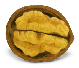 Shelled Walnut