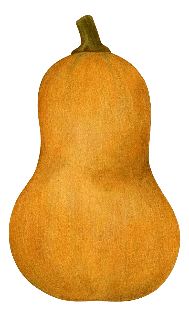 Butternut